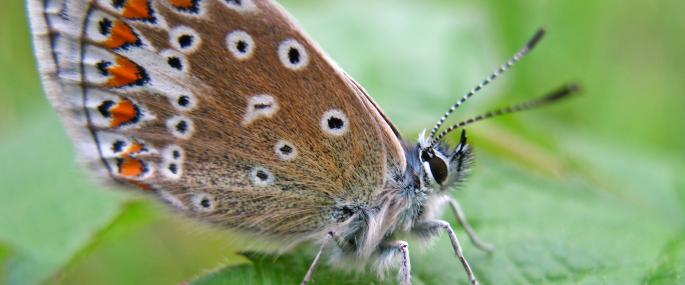 The underside of the common blue butterfly  - Rachel Scopes - Rachel Scopes